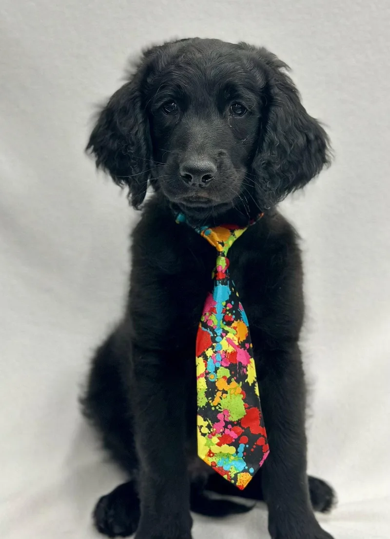 A baby large-sized male Golden Retriever dog named Bevvie: Milkshake for adoption in Palo Alto, CA