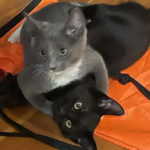A baby medium-sized male Black Domestic Short Hair cat named Bagheera W Baloo for adoption in Silverton, OR