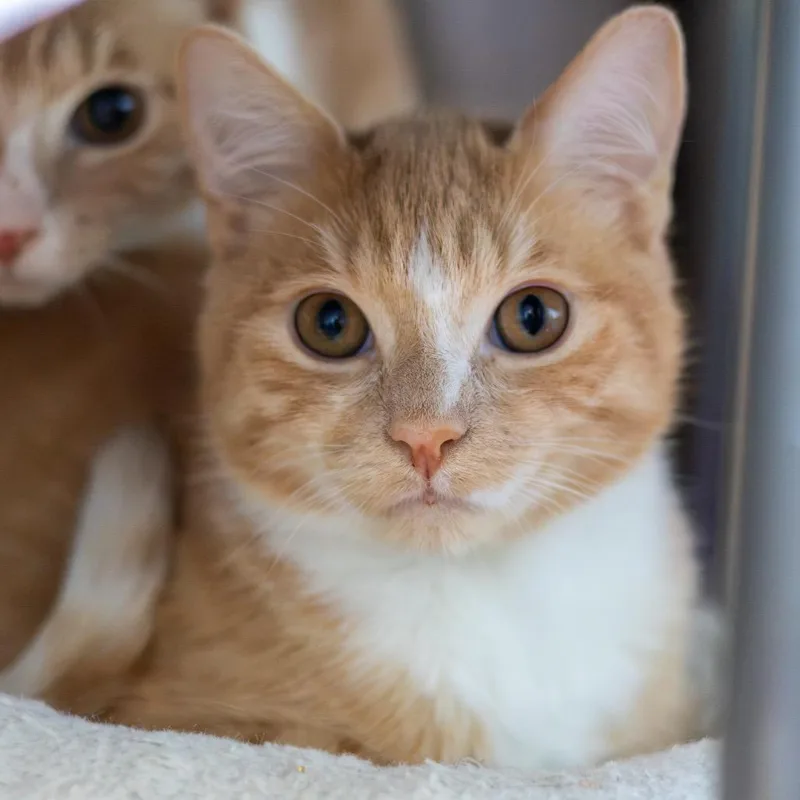 A young medium-sized male Orange / Red Domestic Short Hair cat named IPad for adoption in Wilmington, DE