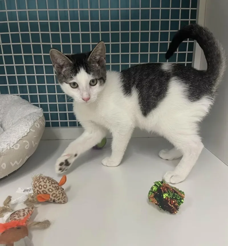 A baby medium-sized male Domestic Short Hair cat named Justin for adoption in El Cajon, CA