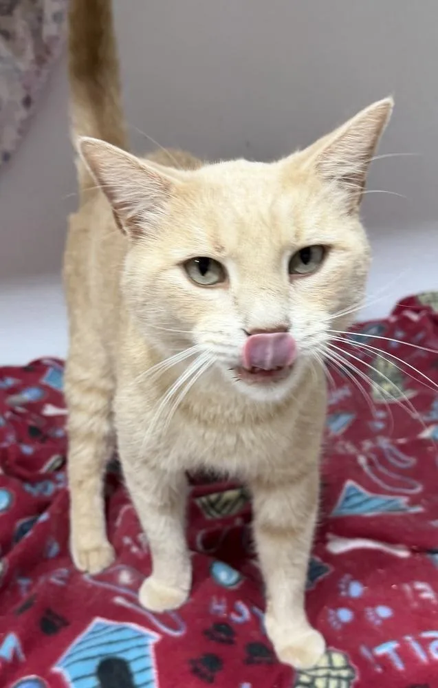 An adult large-sized male Domestic Short Hair cat named Halley for adoption in Jackson, GA