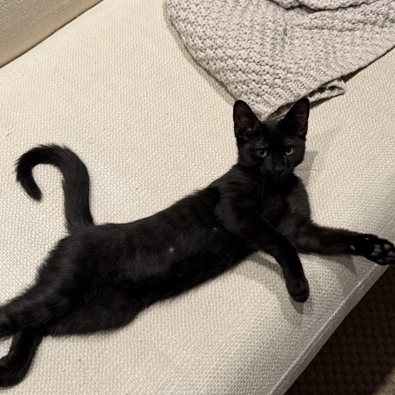 A baby small-sized male Black Domestic Short Hair cat named Beeper for adoption in Los Angeles, CA