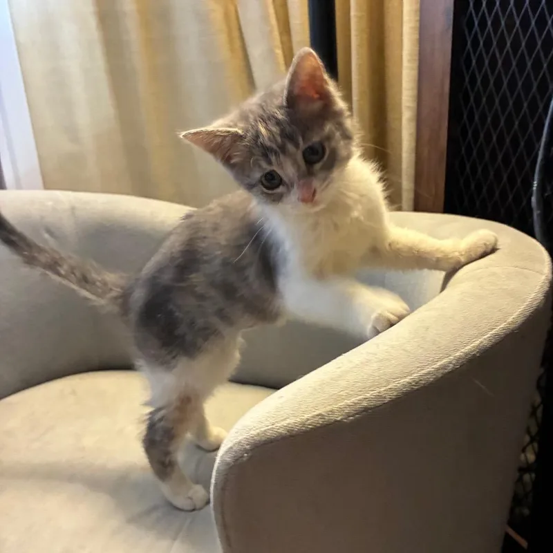 A baby small-sized female Calico Domestic Short Hair cat named Gwenny for adoption in Carmel, IN