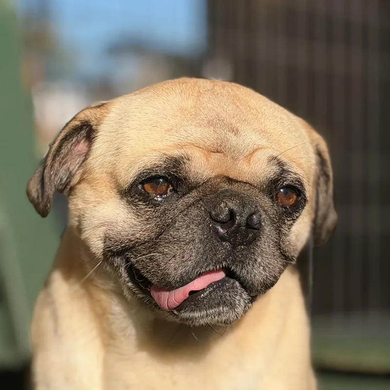An adult small-sized male Yellow / Tan / Blond / Fawn Pug dog named Bugsy for adoption in Salem, OR