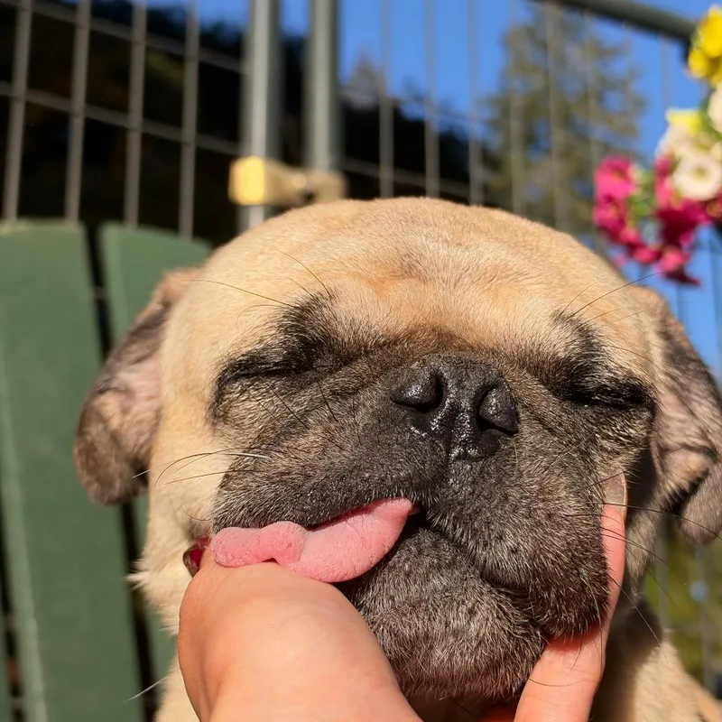Bugsy thumbnail 2