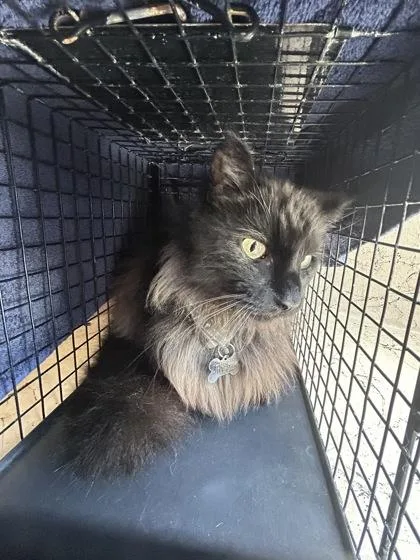 An adult small-sized male Domestic Long Hair cat named Ash for adoption in Largo, FL