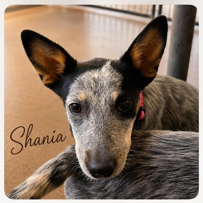 Shania thumbnail 2