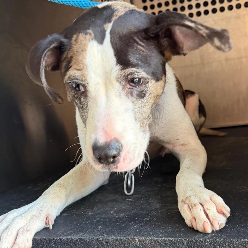 An adult medium-sized female Pit Bull Terrier dog named Ernastine for adoption in Birmingham, AL