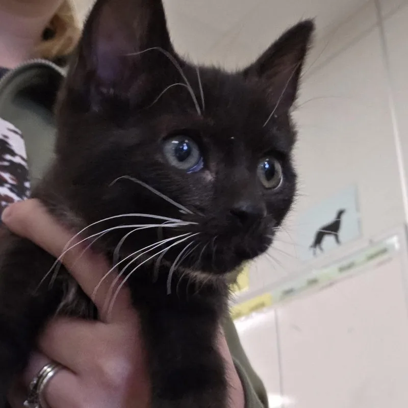A baby small-sized female Black Domestic Short Hair cat named Morning Glory for adoption in Novelty, OH