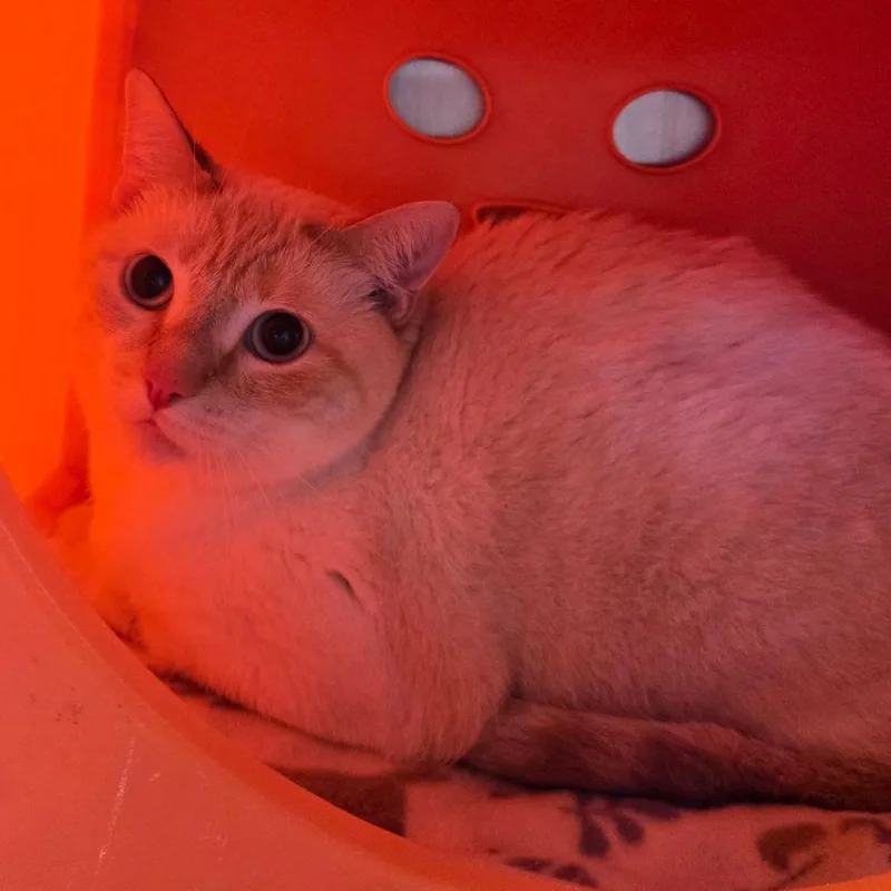An adult large-sized male Flame Point Domestic Short Hair cat named Cookie for adoption in Waukesha, WI