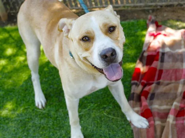A young large-sized female German Shepherd Dog dog named Lala for adoption in Tallahassee, FL