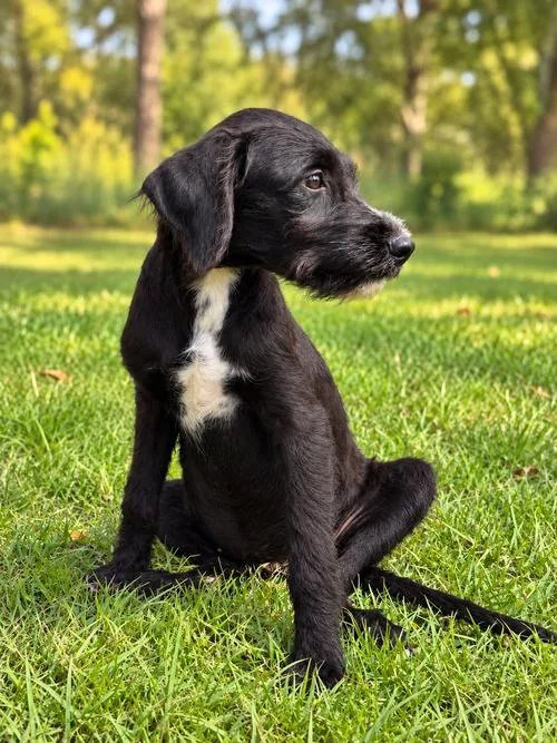 A baby medium-sized male Black Labradoodle dog named Caleb for adoption in Boerne, TX