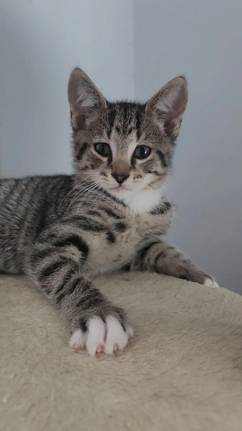 A baby small-sized male Tabby (Brown / Chocolate) Domestic Short Hair cat named Macaroni Bonded With Ravioli for adoption in Ellicott City, MD