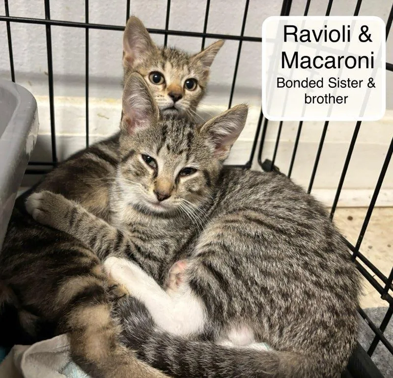 Macaroni Bonded With Ravioli thumbnail 2