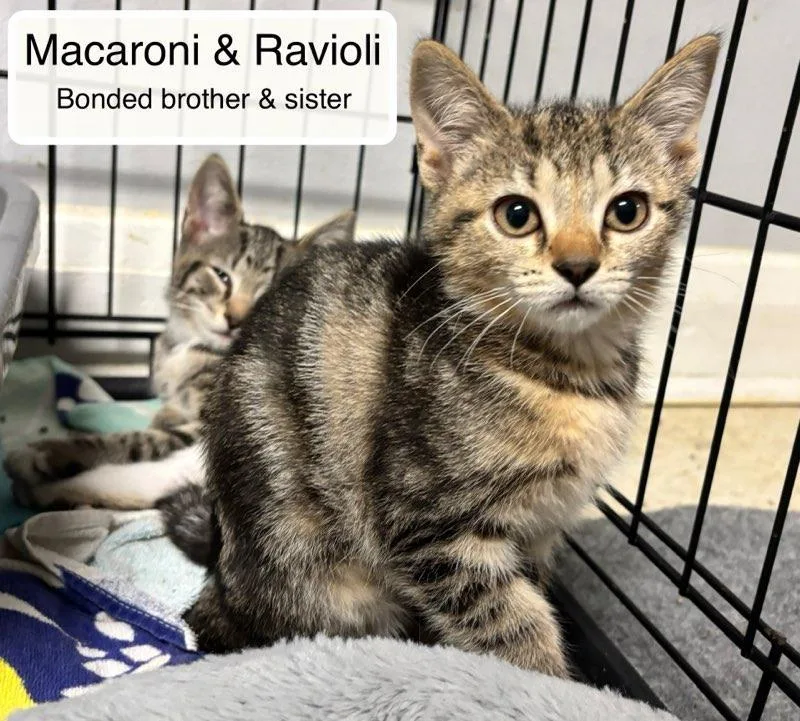Macaroni Bonded With Ravioli thumbnail 3