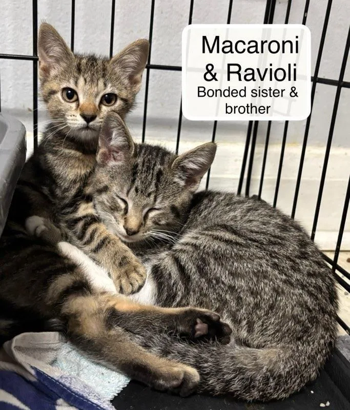 Macaroni Bonded With Ravioli thumbnail 4