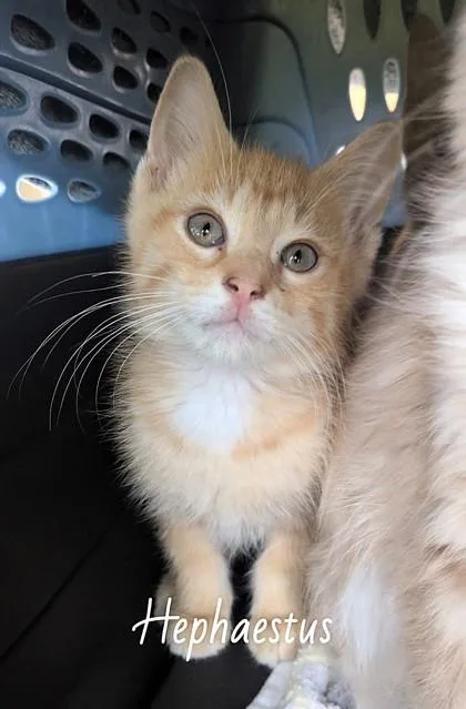 A baby small-sized male Orange / Red Domestic Short Hair cat named Hephaestus for adoption in Kansas City, MO