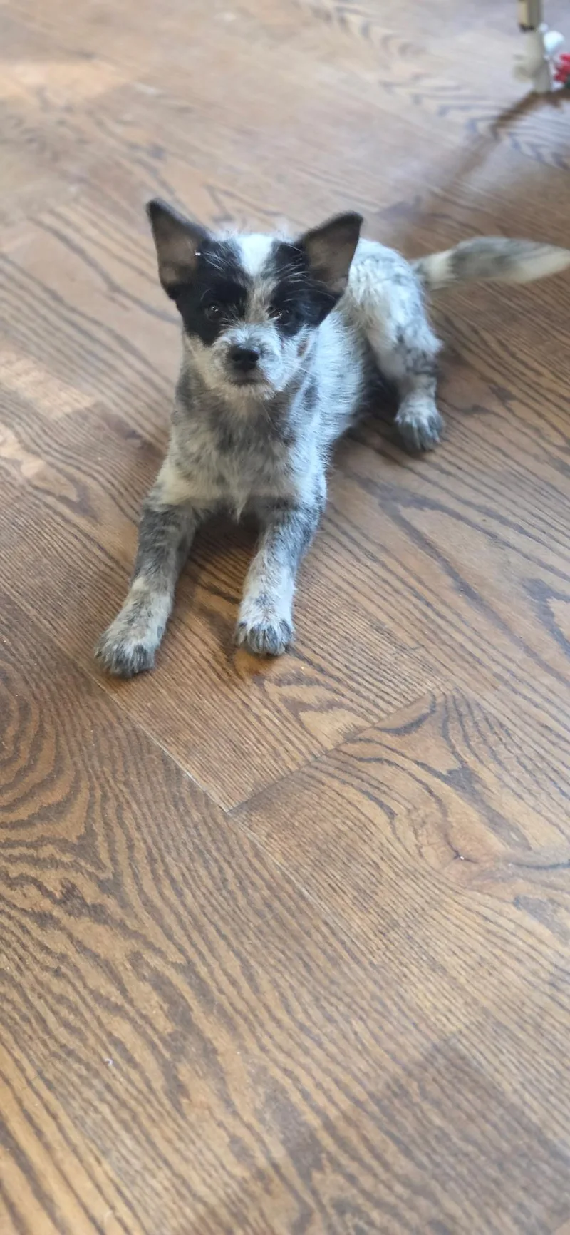 A baby medium-sized male Gray / Blue / Silver Shih Tzu dog named Francis for adoption in Warren, MI