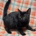 A young small-sized female Black Domestic Short Hair cat named Samylin for adoption in Atlanta, GA