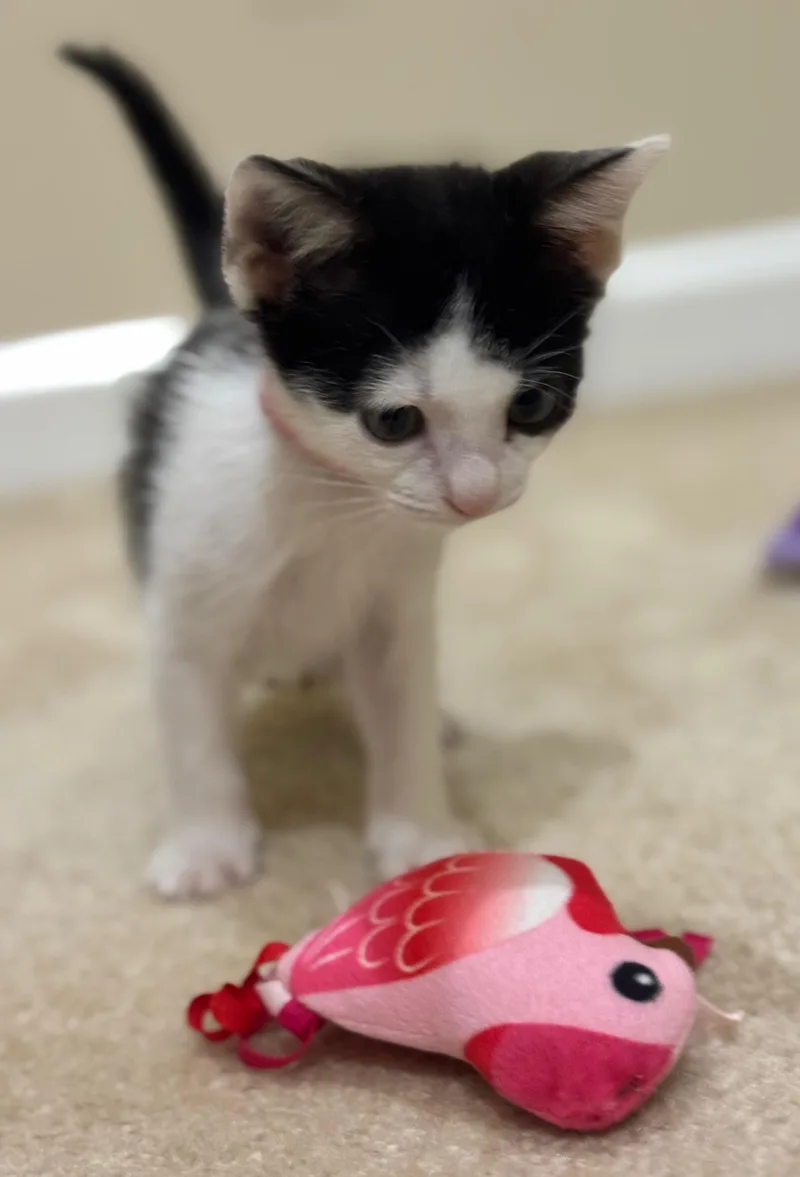 A baby medium-sized female White Domestic Short Hair cat named Jude for adoption in Hilton Head Island, SC