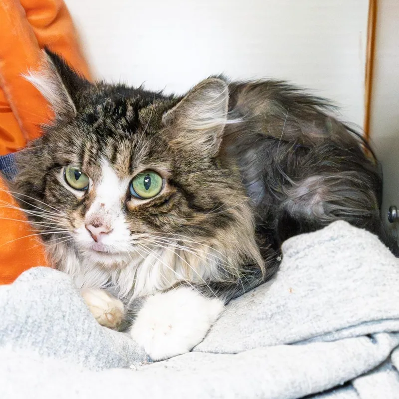 An adult medium-sized male Brown / Chocolate Domestic Medium Hair cat named Jasper for adoption in South Elgin, IL