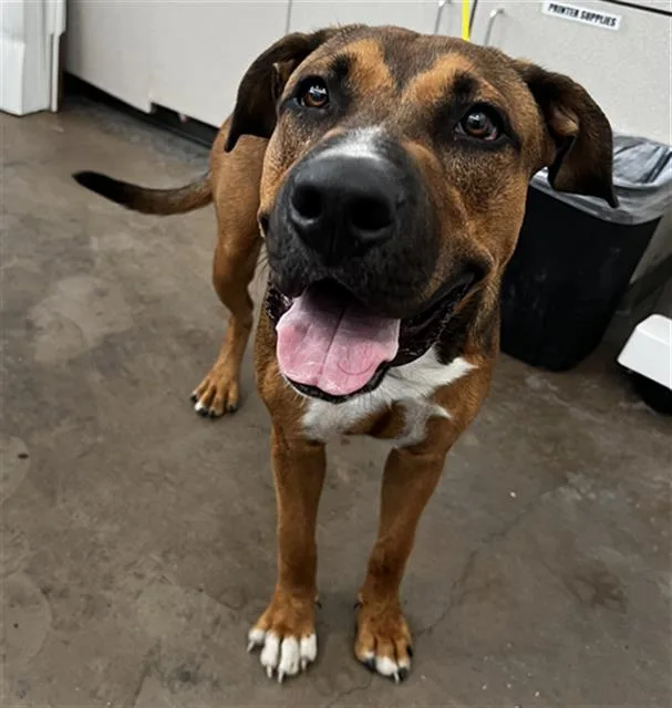 A young large-sized male Mixed Breed dog named Titan for adoption in Dallas, TX