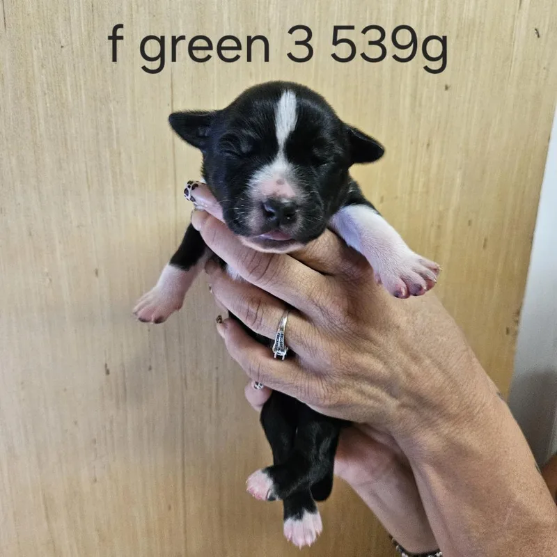 A baby medium-sized female Black Labrador Retriever dog named Goldieloxx Pup Evie for adoption in Fairfax Station, VA