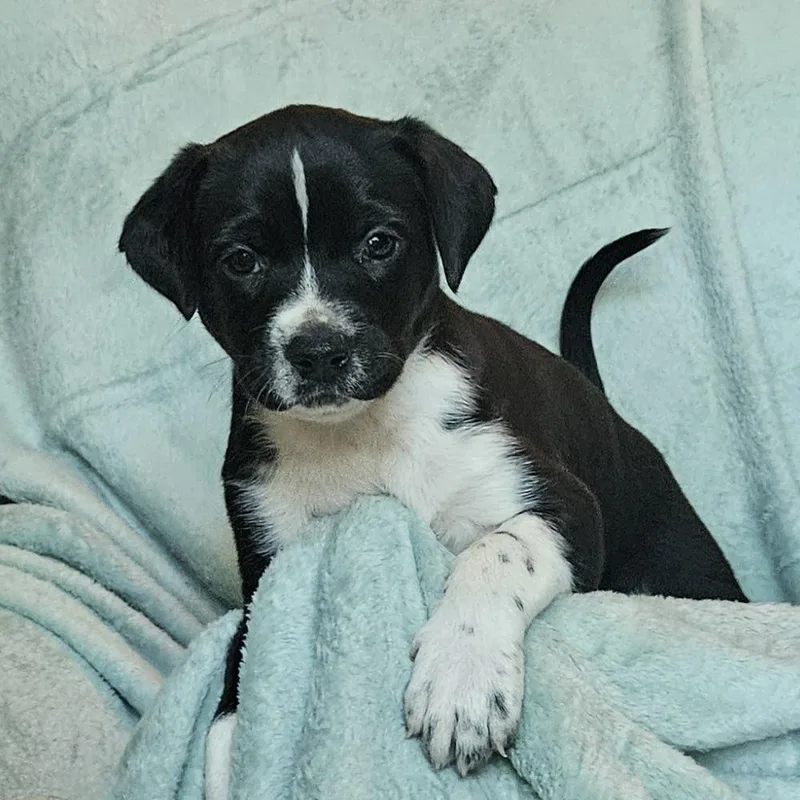 Goldieloxx Pup Evie thumbnail 2
