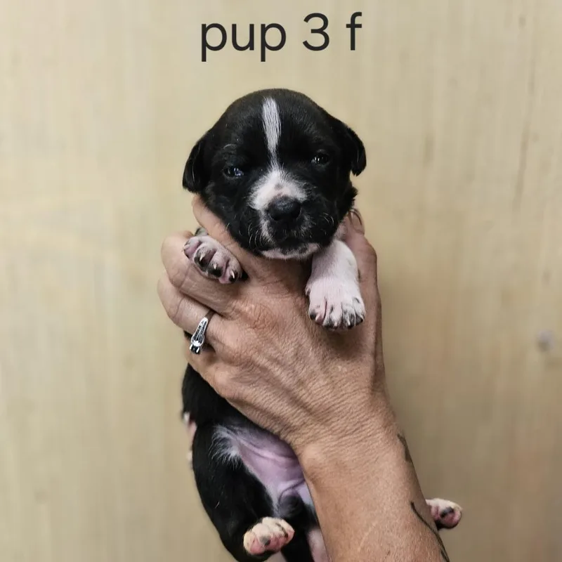 Goldieloxx Pup Evie thumbnail 3