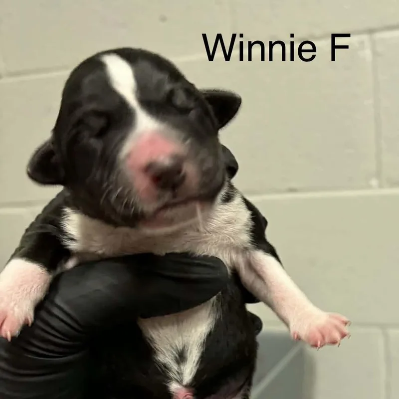 Goldieloxx Pup Evie thumbnail 4