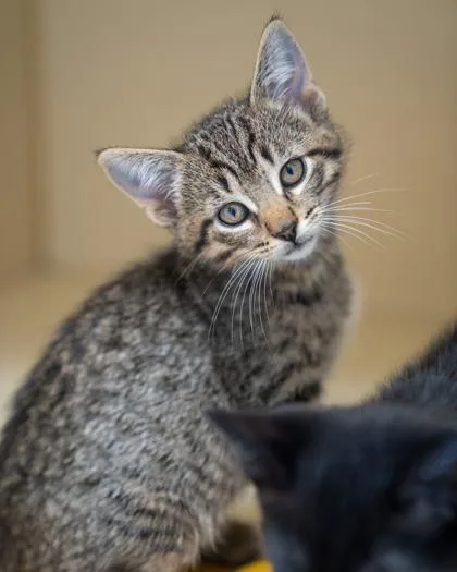 A baby small-sized male Domestic Short Hair cat named Bazooka for adoption in Pequot Lakes, MN