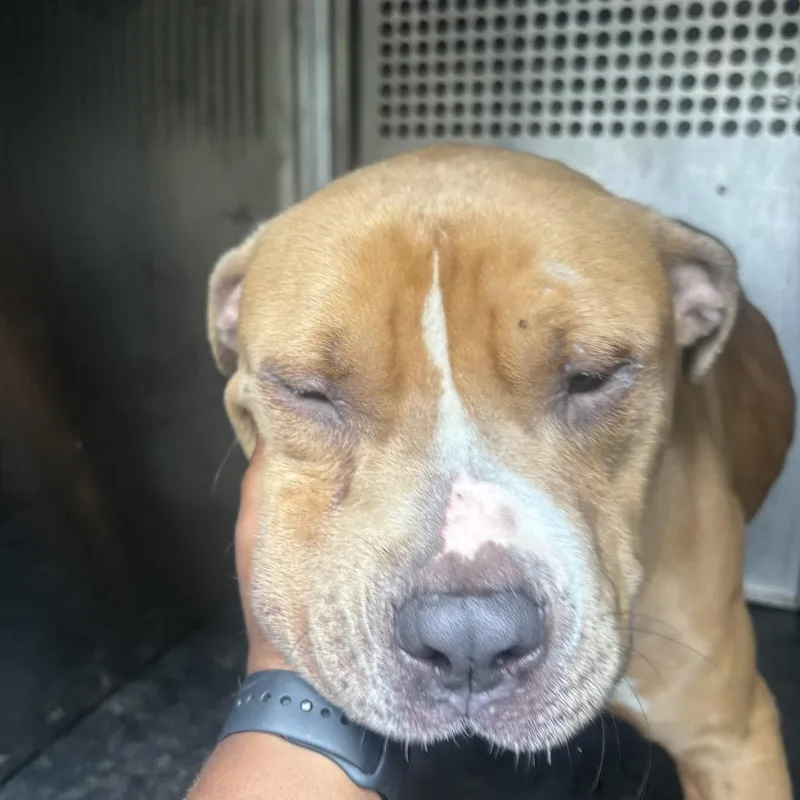 An adult medium-sized male Pit Bull Terrier dog named Bison for adoption in Birmingham, AL