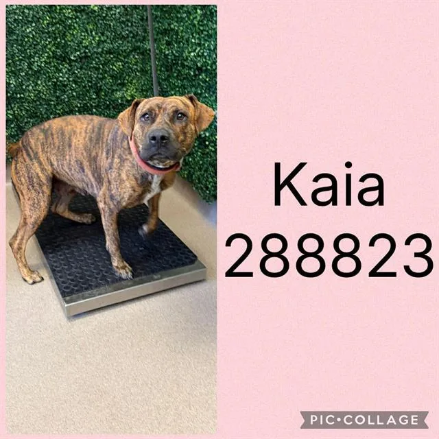 A young large-sized female Mixed Breed dog named Kaia for adoption in Macon, GA