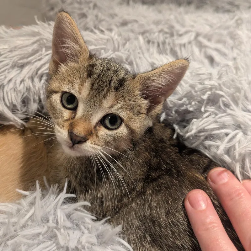 A baby small-sized female Calico Domestic Short Hair cat named Windy C for adoption in Princeton, MN