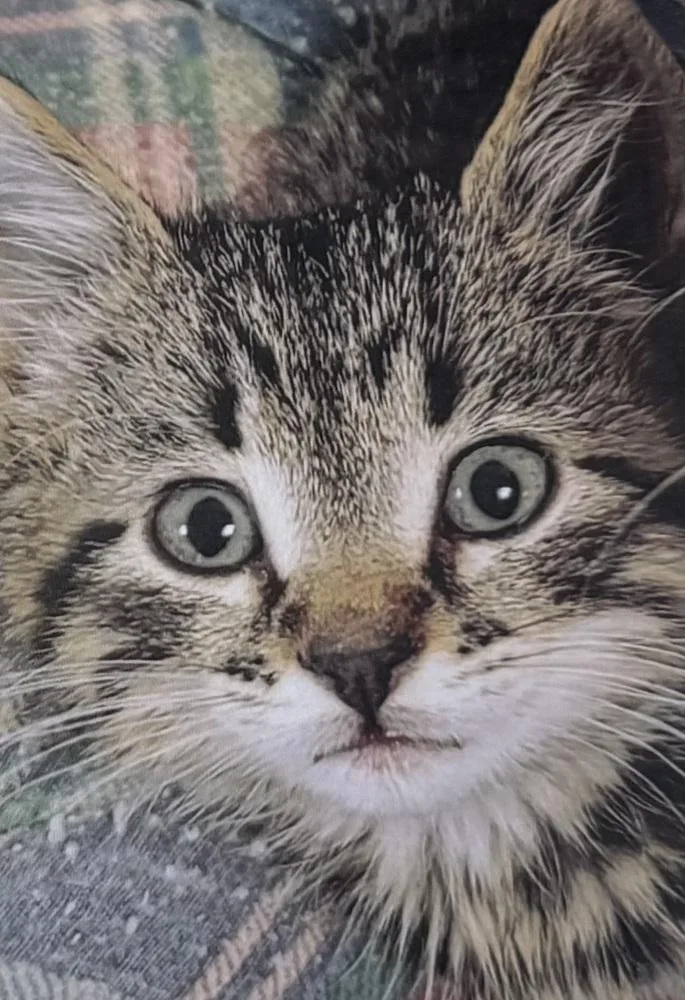 A baby small-sized male Domestic Short Hair cat named Copper cat for adoption in Fort Madison, IA