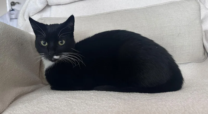 Luna Lovegood thumbnail 2