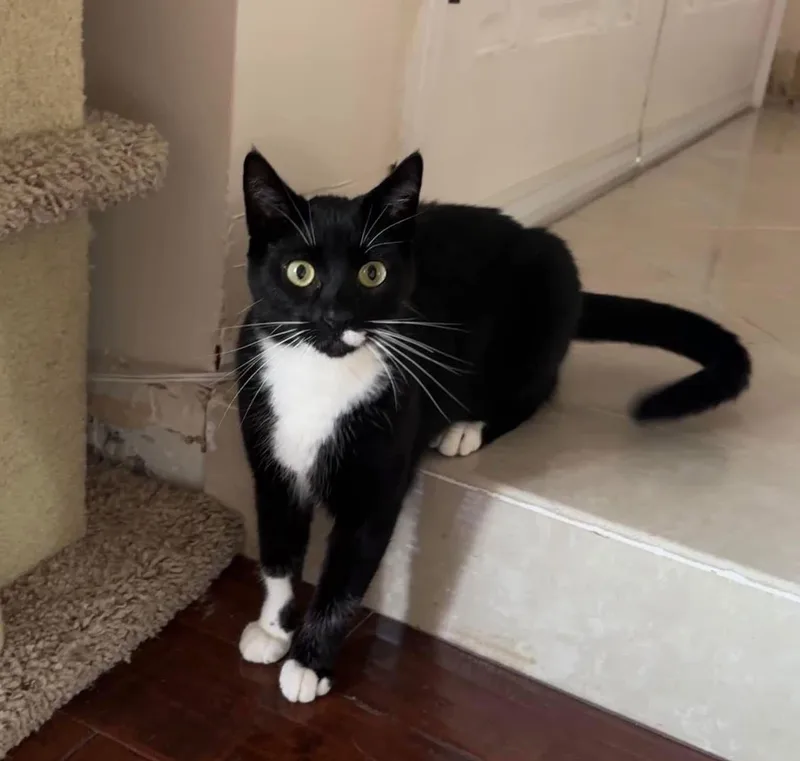 Luna Lovegood thumbnail 3