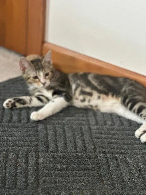 A young medium-sized male Domestic Short Hair cat named Damon for adoption in Ocean Pines, MD