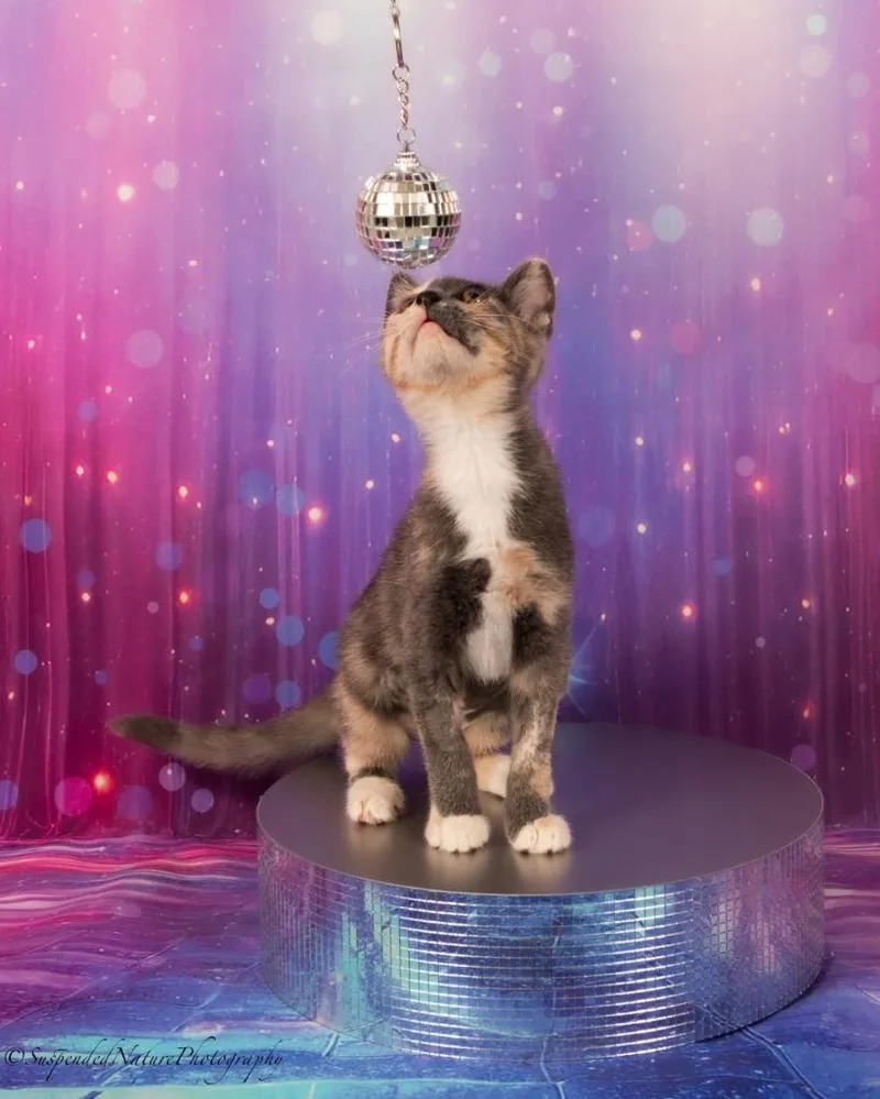 A baby small-sized female Domestic Short Hair cat named Charlie for adoption in San Jacinto, CA