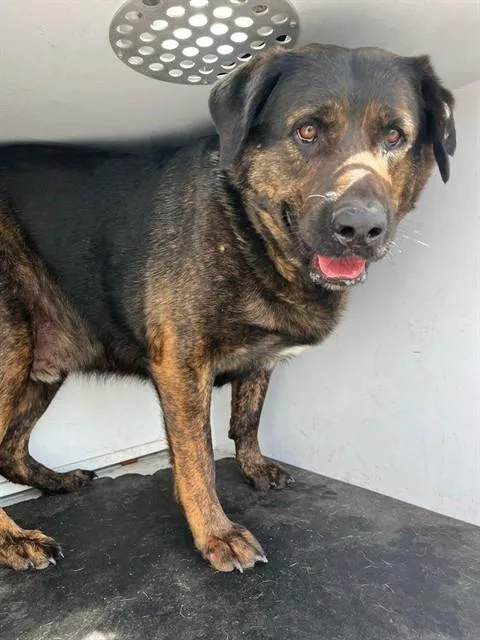 An adult large-sized male Rottweiler dog named Benny for adoption in Albuquerque, NM