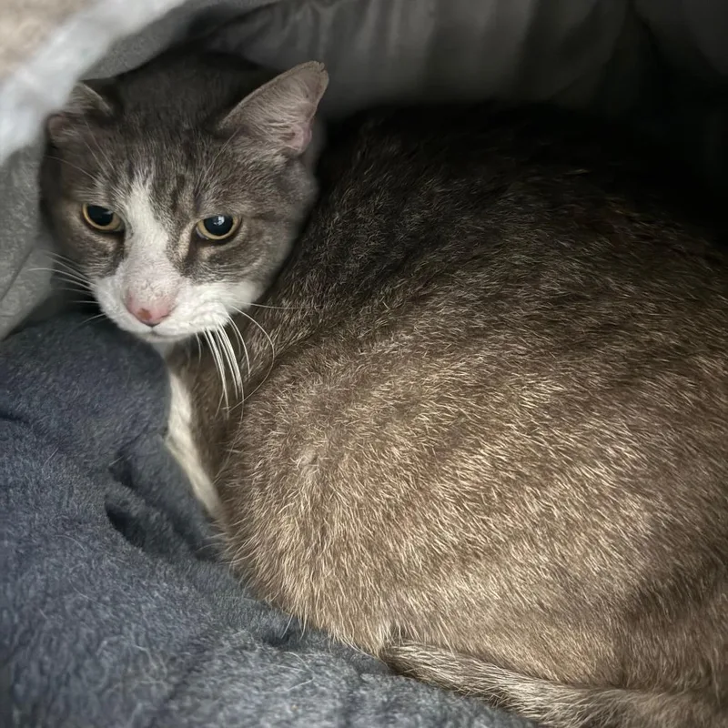 An adult small-sized male Gray / Blue / Silver Domestic Short Hair cat named Cody for adoption in Concord, NH