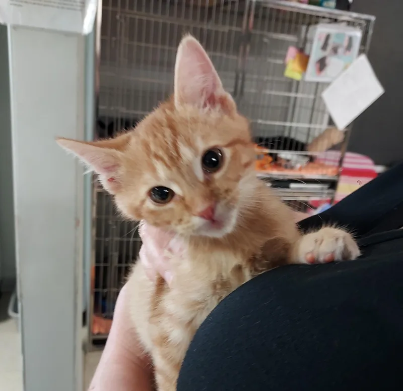 A baby small-sized male Tabby (Orange / Red) Domestic Short Hair cat named Vulcan for adoption in Ellicott City, MD