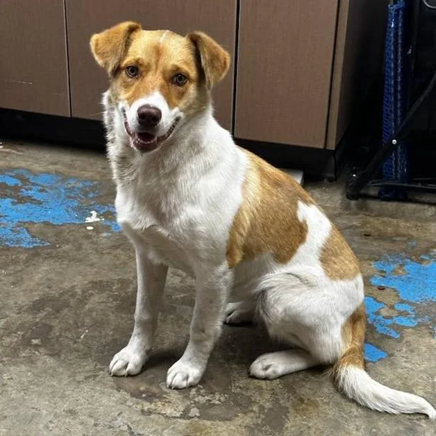 Macadamia Nut thumbnail 2