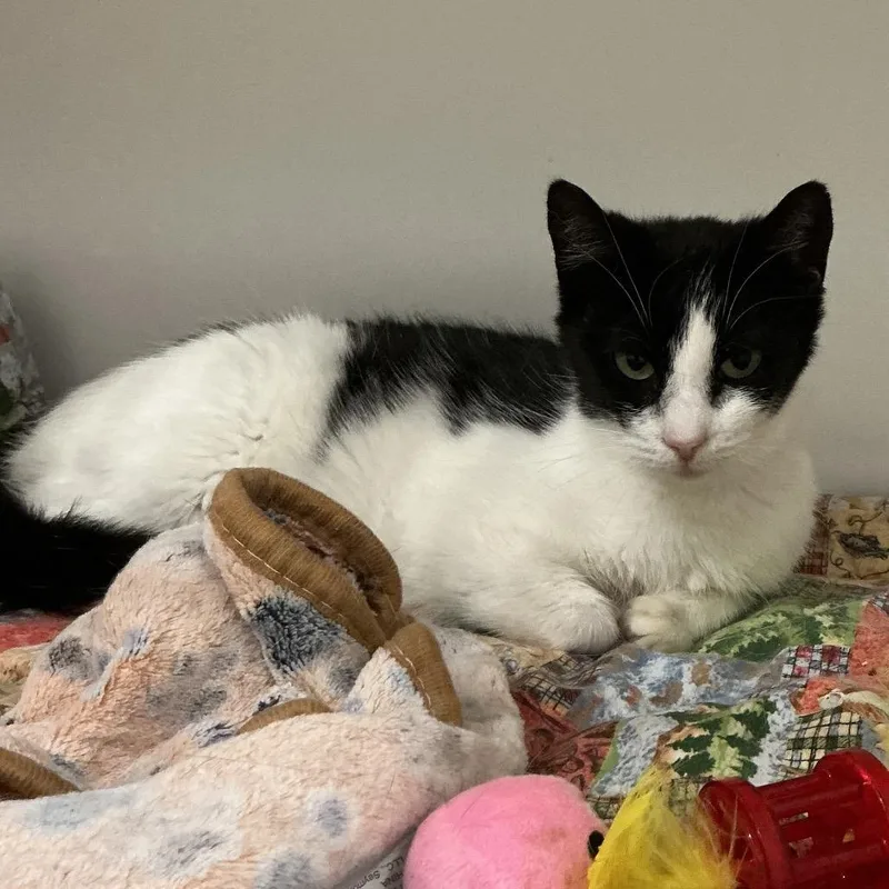 A young medium-sized female Black Domestic Short Hair cat named Rowan for adoption in Elizabeth City, NC
