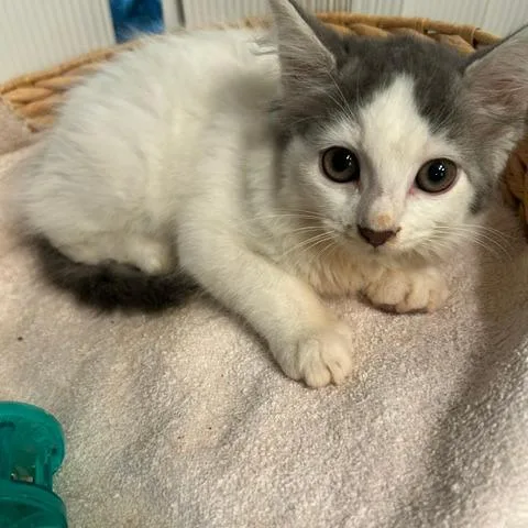 A baby small-sized female White Domestic Long Hair cat named Jersey for adoption in League City, TX