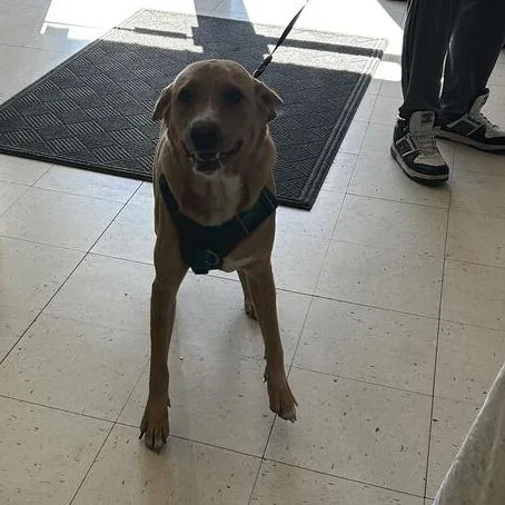 An adult large-sized male Golden Mixed Breed dog named Zilophone for adoption in Davenport, IA