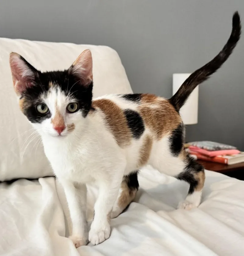 A baby small-sized female Black & White / Tuxedo Domestic Short Hair cat named Mary pat for adoption in Taylor, PA
