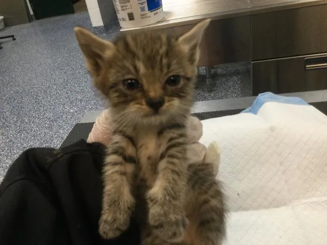 A baby small-sized female Domestic Short Hair cat named Olive for adoption in Thousand Palms, CA