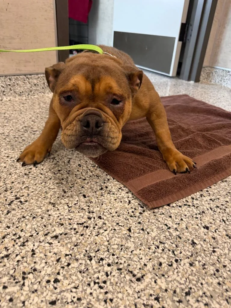 A young large-sized female English Bulldog dog named Lilo for adoption in Clarksville, TN
