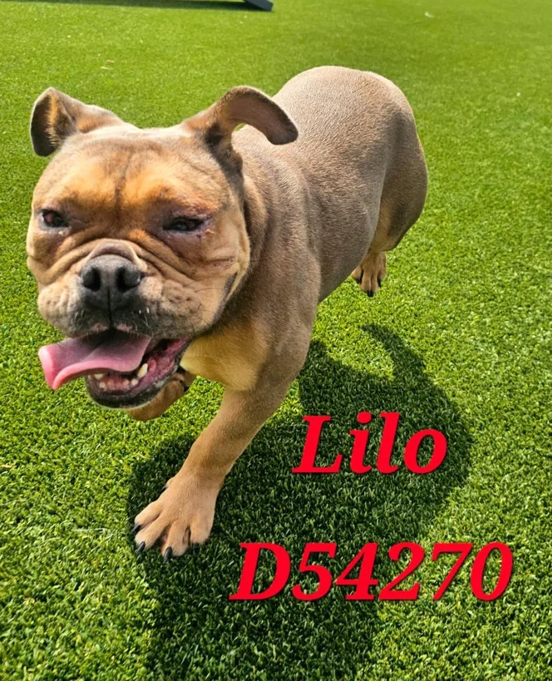 Lilo thumbnail 2
